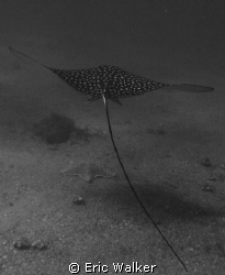 B & W Eagle Ray by Eric Walker 